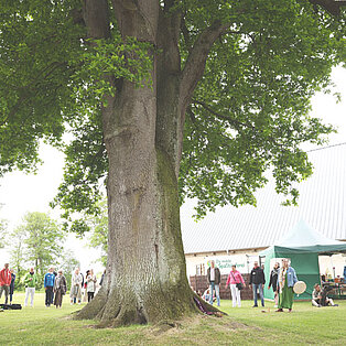 Außengelände der Nordlichter Messe unter einem großen Baum